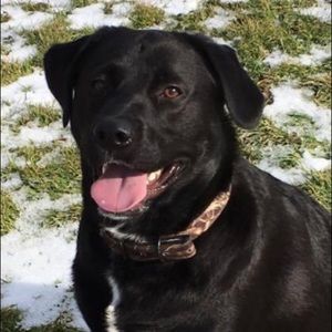 Meet your Posher, Casey